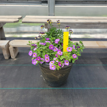 Trailing Mini Petunia – 12" Wide x 10" Tall Gold Wash Plastic Pot