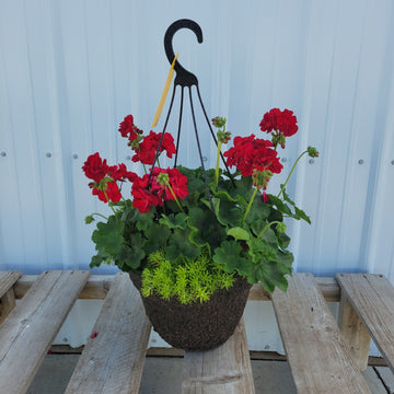 Geranium Hanging Basket with Trailing Plant- 12" Diameter