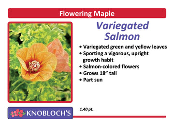 Flowering Maple (Abutilon)- Variegated Salmon