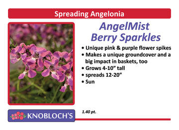 Angelonia - Spreading AngelMist Berry Sparkles