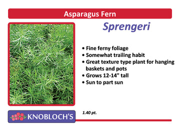 Asparagus Fern - Sprengeri