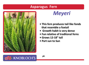 Asparagus Fern - Meyerii