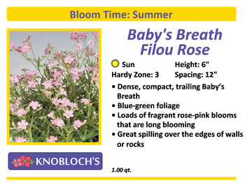 Baby's Breath - Filou Rose