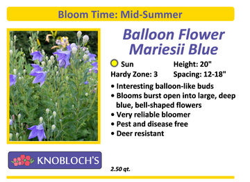 Platycodon (Balloon Flower) - Mariesii Blue