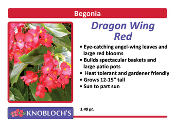Begonia - Dragon Wing Red