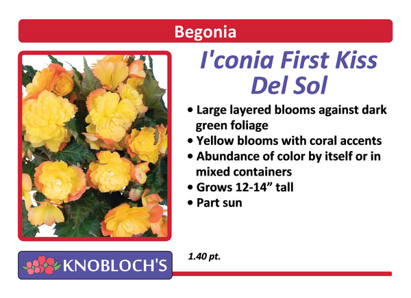 Begonia - I'conia First Kiss Del Sol