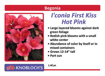 Begonia - I'conia First Kiss Hot Pink