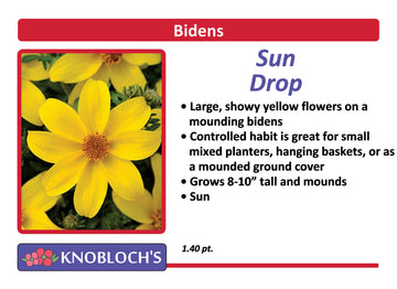 Bidens - Sun Drop
