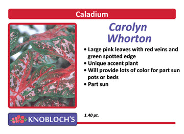 Caladium - Carolyn Whorton