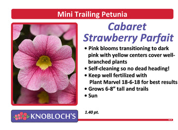 Petunia - Mini Trailing Cabaret Strawberry Parfait
