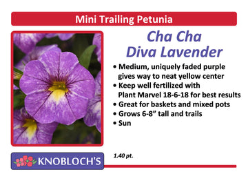 Petunia - Mini Trailing Cha-Cha Diva Lavender