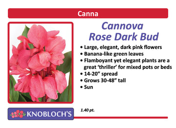 Canna - Cannova Rose Dark Bud