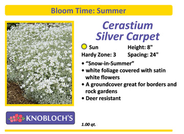Cerastium - Silver Carpet