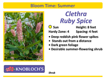 Clethra - Ruby Spice