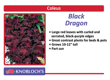 Coleus - Black Dragon