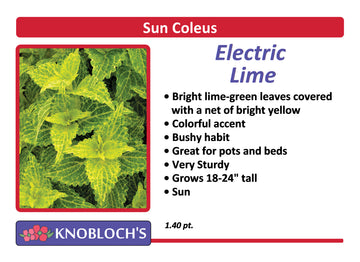 Coleus - Electric Lime