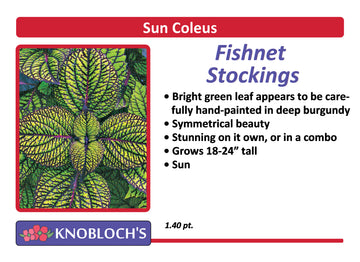 Coleus - Fishnet Stockings