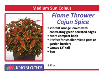 Coleus - Flame Thrower Cajun Spice