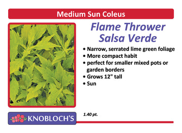 Coleus - Flame Thrower Salsa Verde