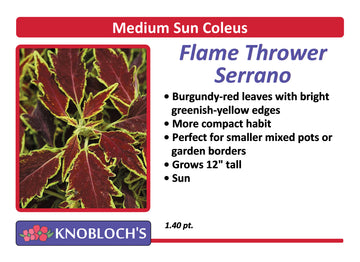 Coleus - Flame Thrower Serrano