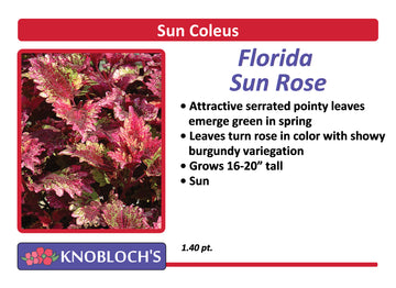 Coleus - Florida Sun Rose