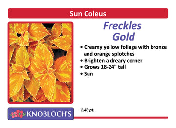 Coleus - Freckles Gold