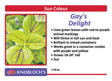Coleus - Gay's Delight