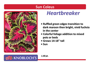 Coleus - Heartbreaker