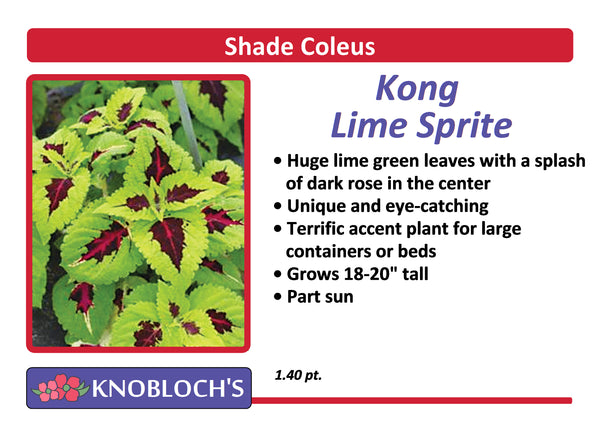 Coleus - Kong Lime Sprite