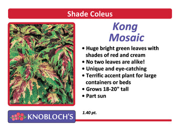 Coleus - Kong Mosaic