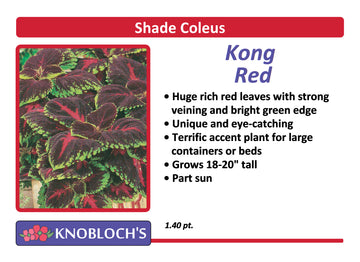 Coleus - Kong Red