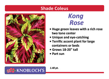 Coleus - Kong Rose