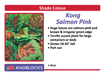 Coleus - Kong Salmon Pink
