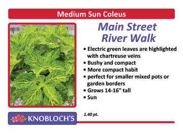 Coleus - Main Street River Walk
