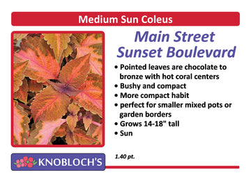 Coleus - Main Street Sunset Boulevard