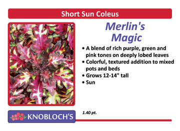 Coleus - Merlin's Magic