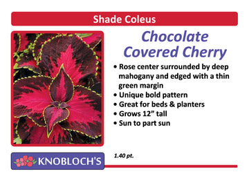 Coleus - Chocolate Covered Cherry