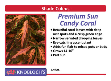 Coleus - Coral Candy