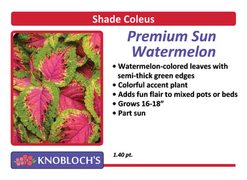 Coleus - Watermelon