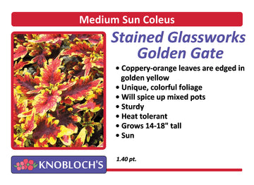 Coleus - Stained Glassworks Golden Gate