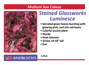 Coleus - Stained Glassworks Luminesce
