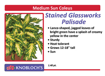 Coleus - Stained Glassworks Palisade