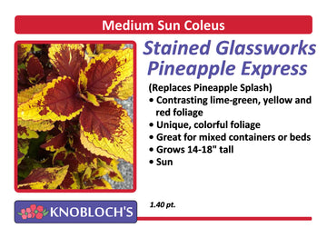 Coleus - Stained Glassworks Pineapple Express
