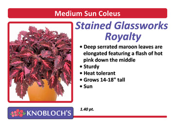 Coleus - Stained Glassworks Royalty