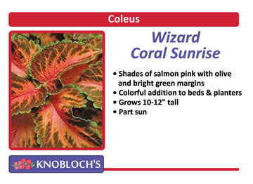 Coleus - Wizard Coral Sunrise (3 pk)
