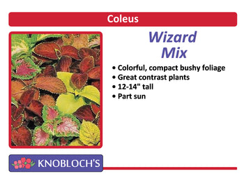 Coleus - Wizard Mix (3 pk)