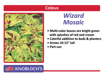 Coleus - Wizard Mosaic (3 pk)