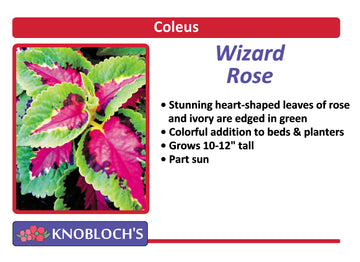 Coleus - Wizard Rose