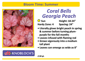 Coral Bells - Georgia Peach