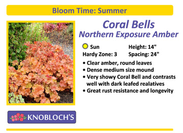 Coral Bells - Northern Exposure Amber